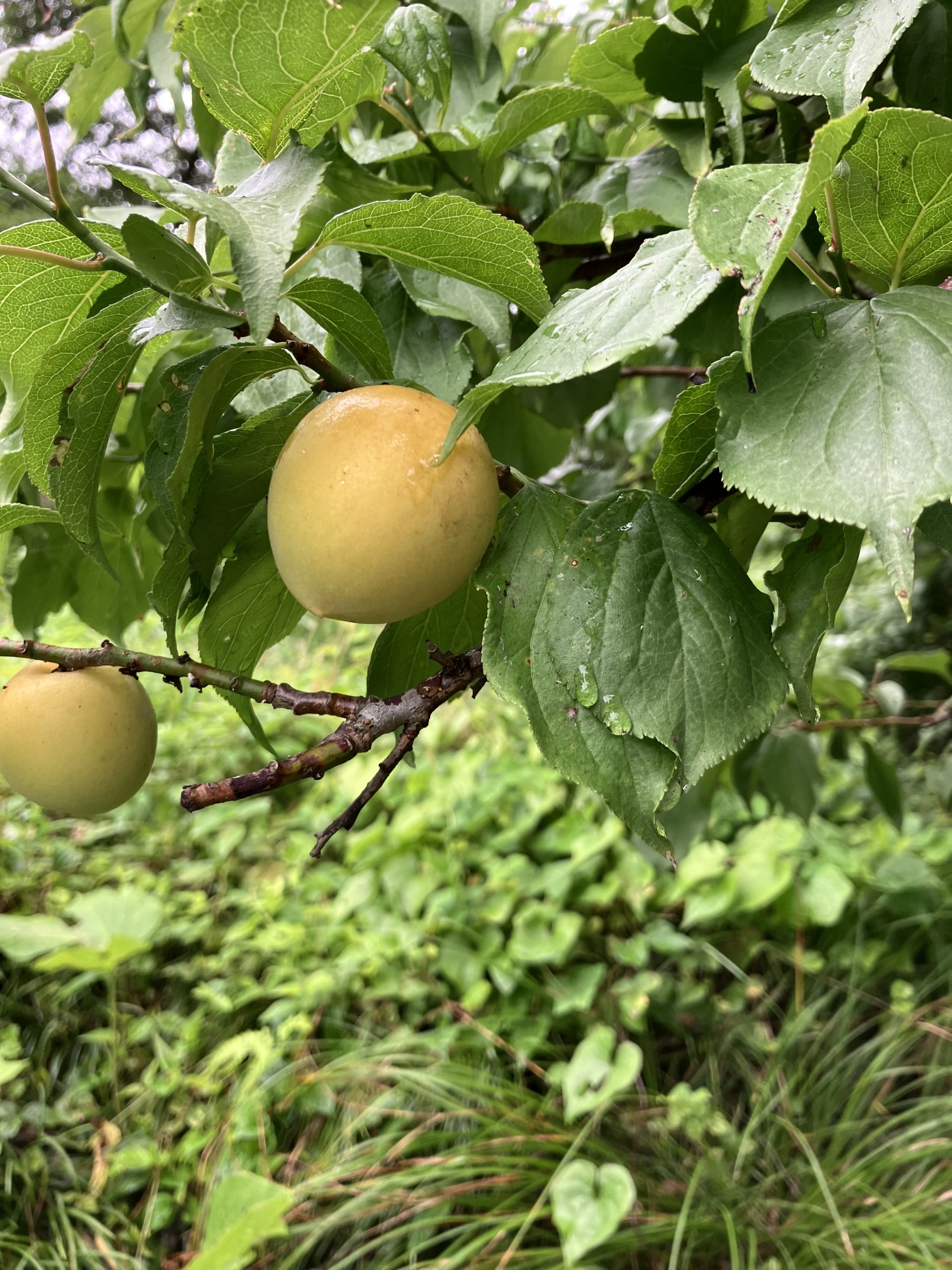 【ブログ】初収穫