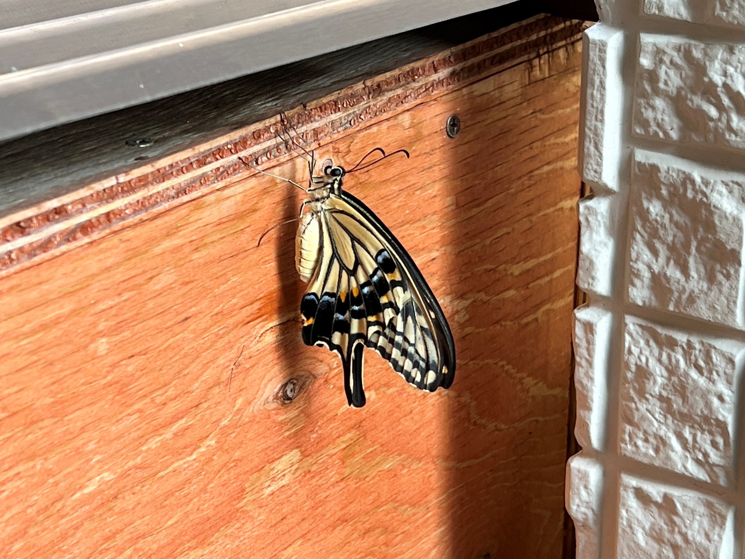 タイトルが表示されます。