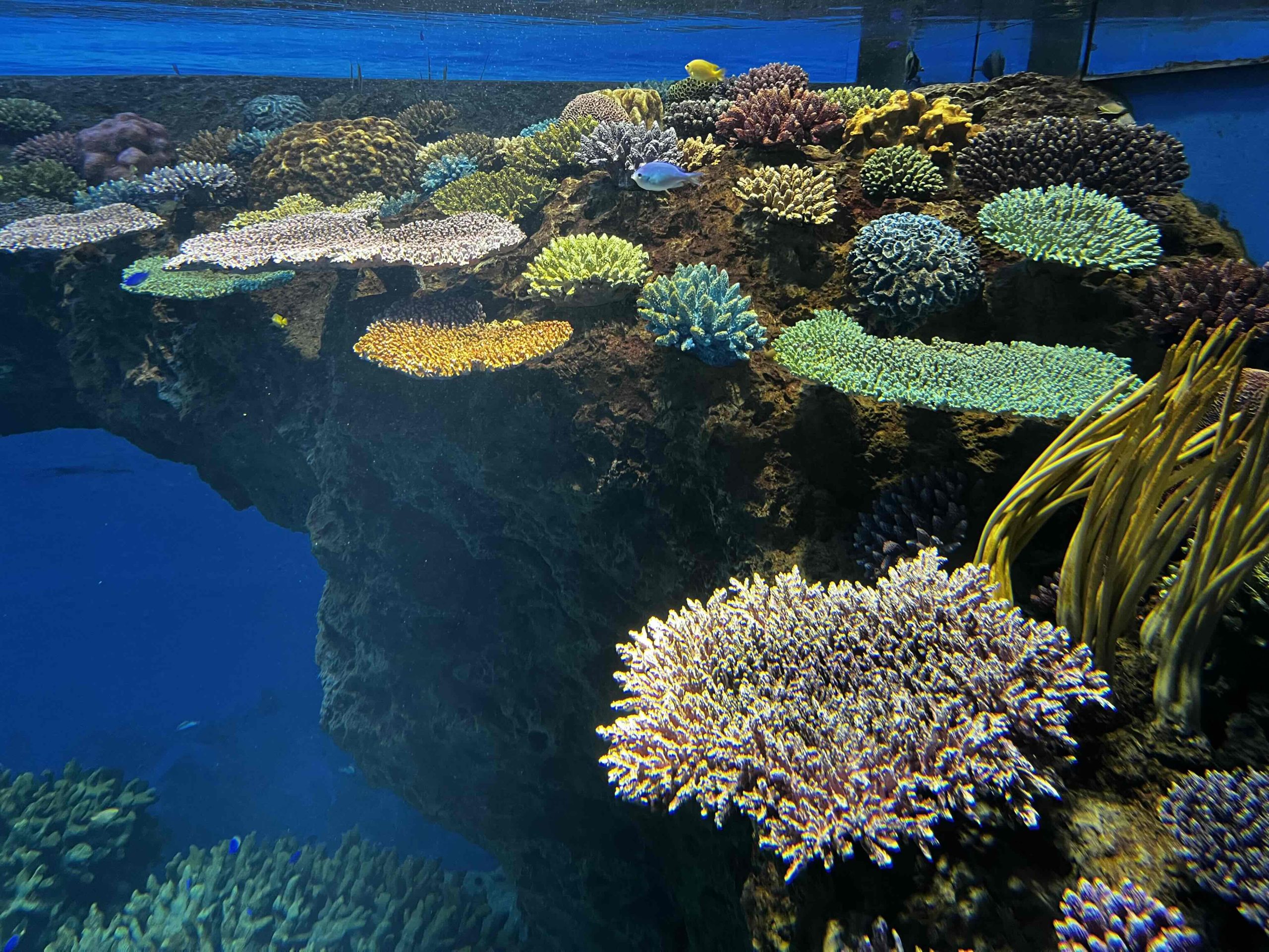 タイトルが表示されます。