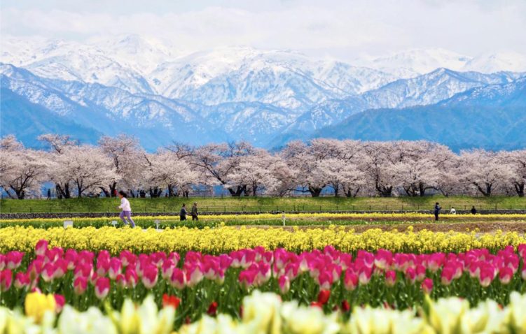 タイトルが表示されます。