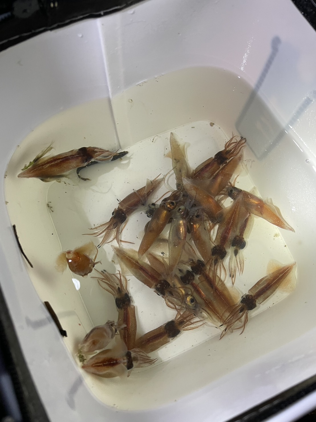 タイトルが表示されます。