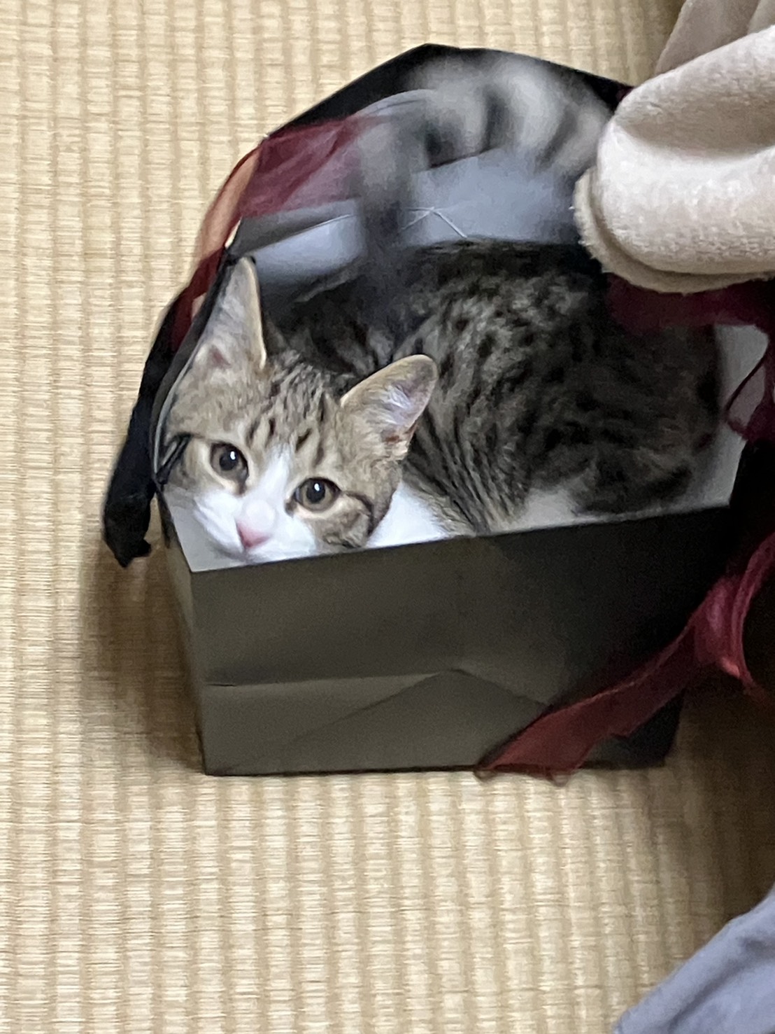 タイトルが表示されます。